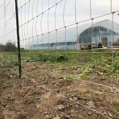 Hot Dip Galvanized Fixed Field Farm Fence Hog Wire Farm Fencing Sheep Security Fencing 2.4m